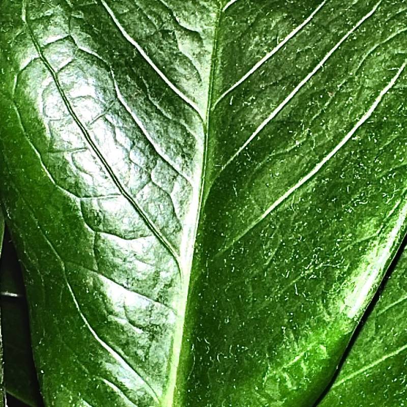 steve-leaf.jpg steve-leaf.jpg