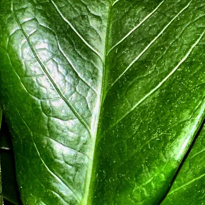 steve-unedited-leaf.jpg steve-unedited-leaf.jpg