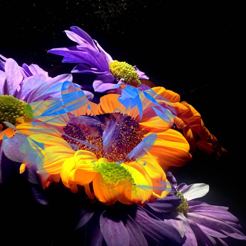 zoey-flower-test-added-11.jpg zoey-flower-test-added-11.jpg