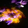 zoey-flower-test-added-12.jpg