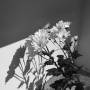 zoey-photography-flower2-5.jpg