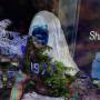 steve-15-photo-of-ingram-jimp-generation10.jpg