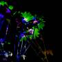 zoey-flower-test-added-01.jpg