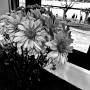 steve-03-ed-flow-3.jpg