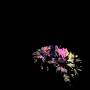 yiler-jimp-photo-4.jpeg
