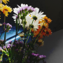 yuna-2015-flowers-04.png