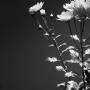 zoey-photography-flower2-3.jpg