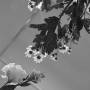 zoey-photography-flower-24.jpg