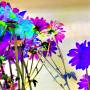zoey-flower-test-added-03.jpg
