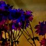 zoey-flower-test-added-02.jpg