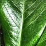 steve-leaf.jpg