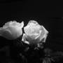 zoey-photography-flower2-8.jpg