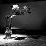 steve-11-newest-flower-photography5.jpeg