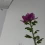 img_4782.jpg