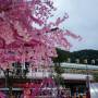 dsc05010.jpg