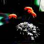 yiler-jimp-photo-7.jpeg