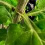 steve-05-edited-leaves.jpg