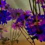 zoey-flower-test-added-04.jpg
