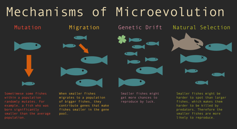 yiler-mechanisms-of-microevolution.png yiler-mechanisms-of-microevolution.png