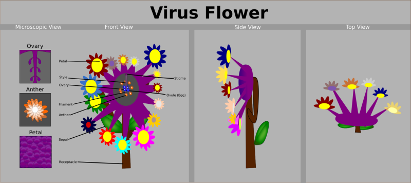 steve-fantasticflower-infographic.png steve-fantasticflower-infographic.png