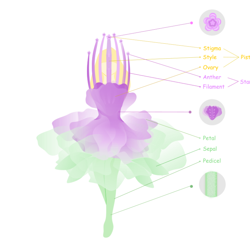 oliviafantasticflowermicroscopic.png oliviafantasticflowermicroscopic.png