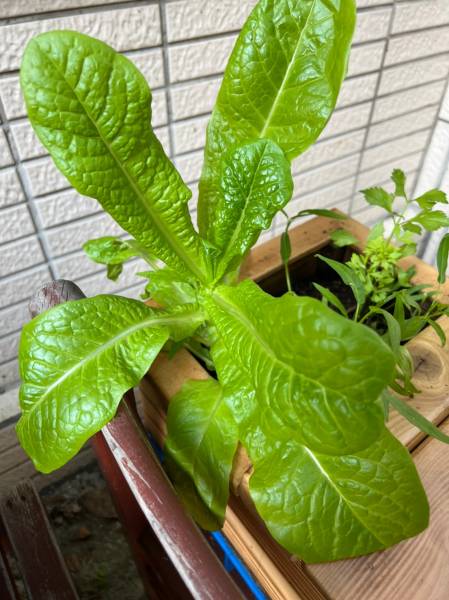 plant2.jpg plant2.jpg