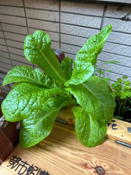 plant1.jpg plant1.jpg