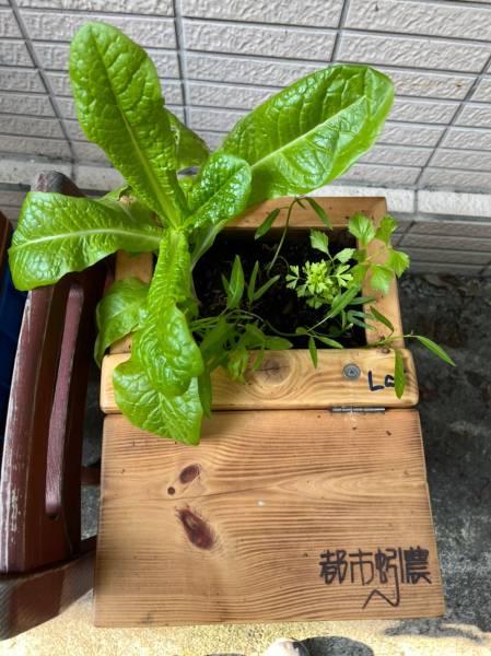 plant3.jpg plant3.jpg