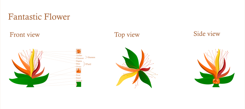 olivia-fantasticflower-infographic.png