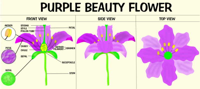 zoey-lin-fantasticflower-infographic.png