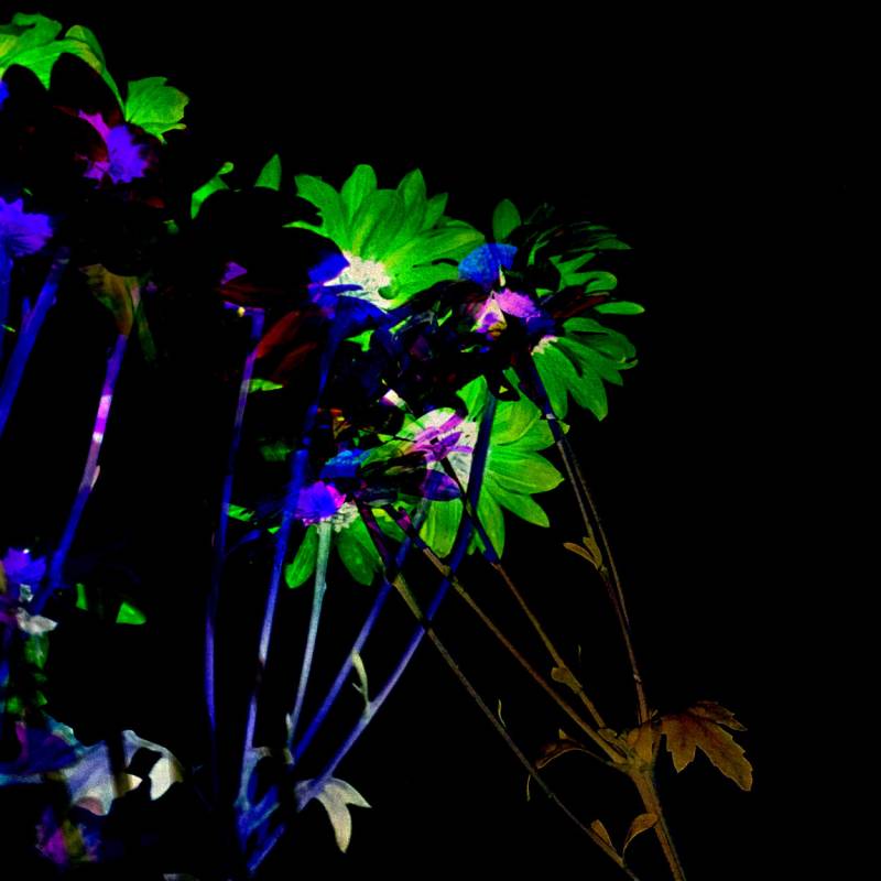 zoey-jimp-01.jpg zoey-jimp-01.jpg