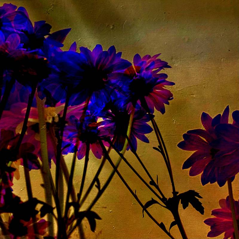 zoey-jimp-02.jpg zoey-jimp-02.jpg