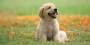 golden-dog-puppy-on-garden-royalty-free-image-1586966191.jpg