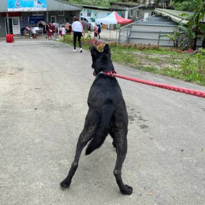 chocolatemilk-02.jpg chocolatemilk-02.jpg