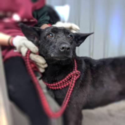 yoda-adopt-sq.jpg yoda-adopt-sq.jpg