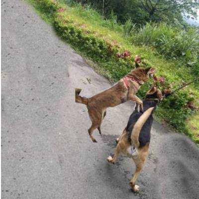 brendon-dog-ig-post-4..jpg brendon-dog-ig-post-4..jpg