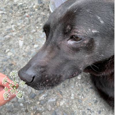 daisy-04.jpg daisy-04.jpg