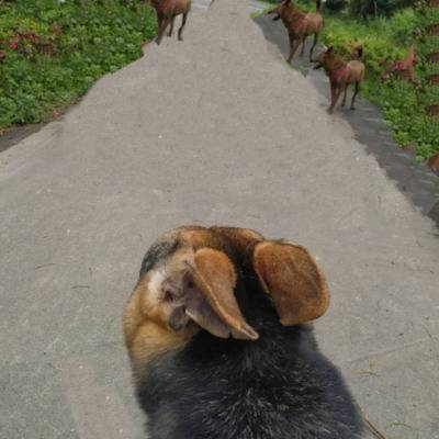 brendon-dog-ig-post-2..jpg brendon-dog-ig-post-2..jpg