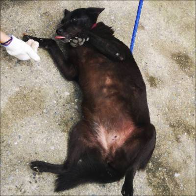 siara-05.jpg siara-05.jpg