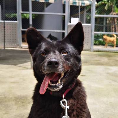 siara-adopt-sq.jpg siara-adopt-sq.jpg