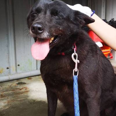 siara-03.jpg siara-03.jpg