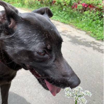 daisy-02_main_.jpg daisy-02_main_.jpg