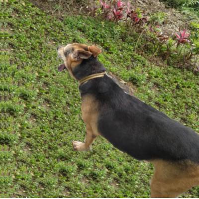 brendon-dog-ig-post-1..jpg brendon-dog-ig-post-1..jpg