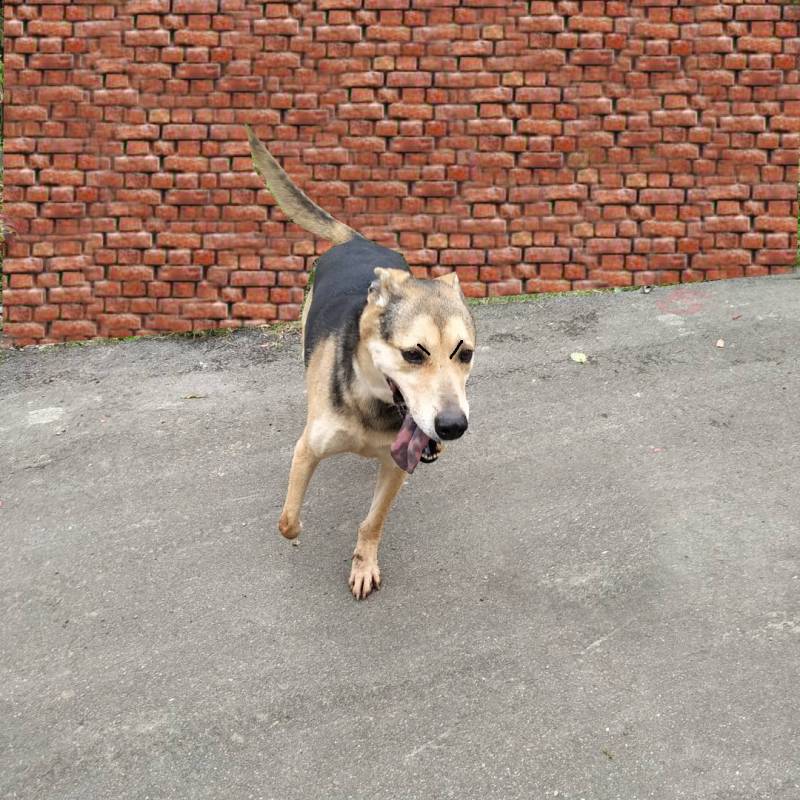 brendon-dog-ig-post-20.jpg brendon-dog-ig-post-20.jpg