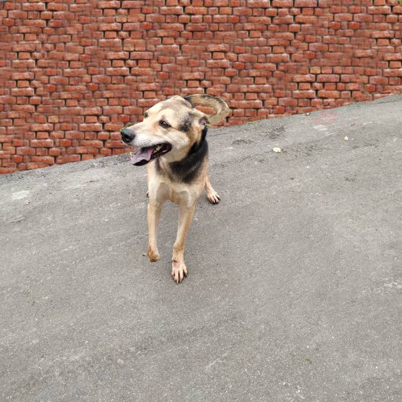 brendon-dog-ig-post-21.jpg brendon-dog-ig-post-21.jpg