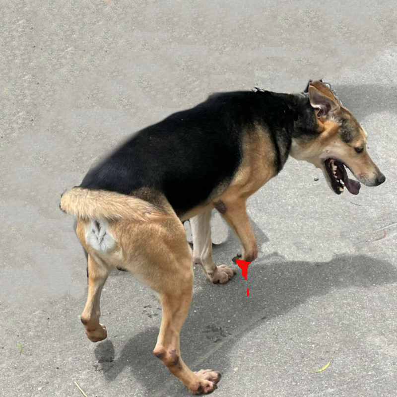 brendon-dog-ig-post-6.png brendon-dog-ig-post-6.png