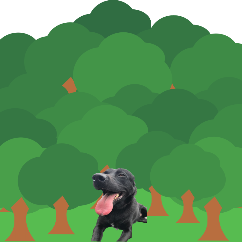 anna-dog-01.png anna-dog-01.png