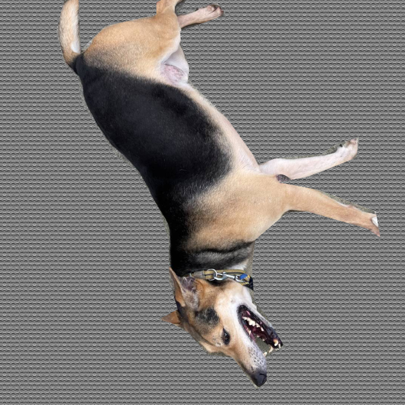 brendon-dog-ig-post-18.png brendon-dog-ig-post-18.png