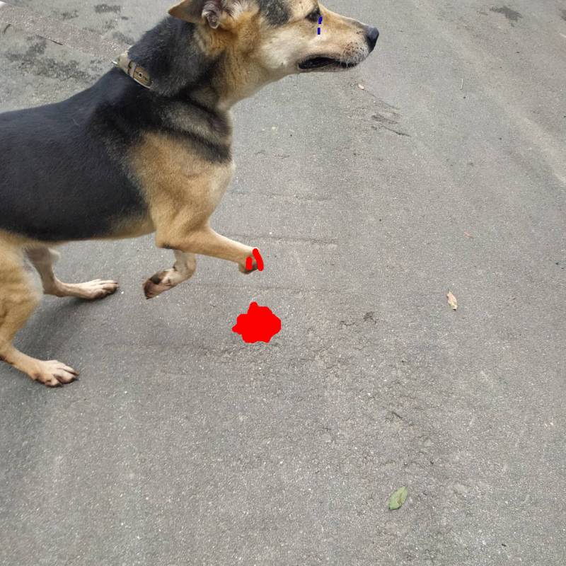 brendon-dog-ig-post-5..jpg brendon-dog-ig-post-5..jpg