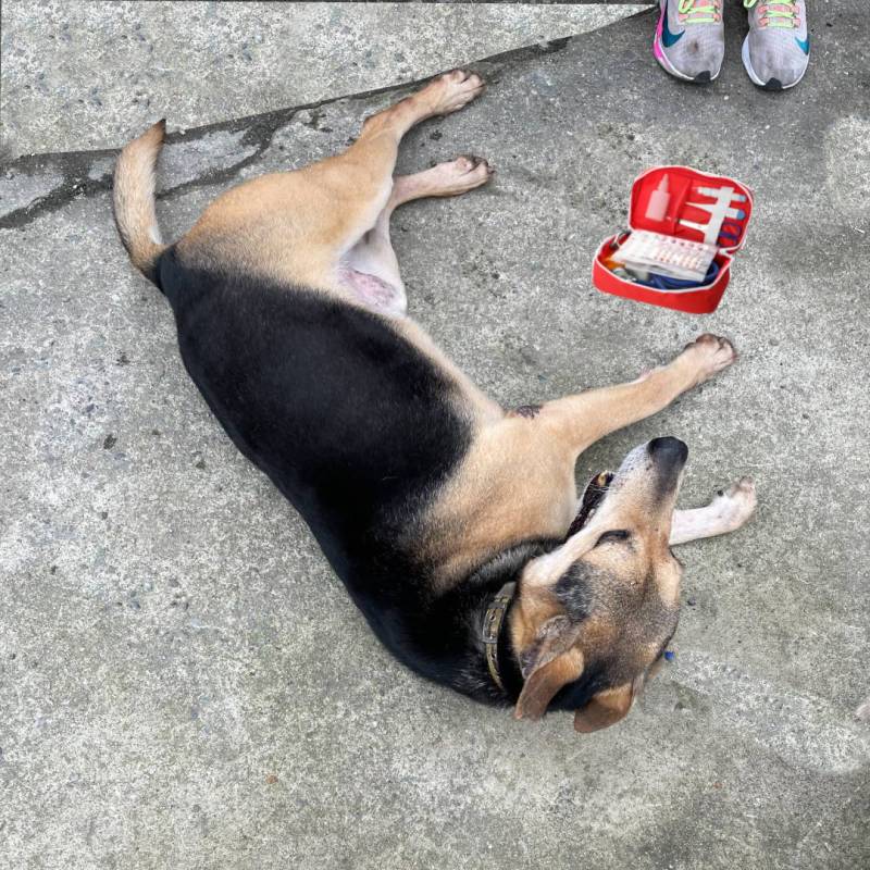 brendon-dog-ig-post-10.jpg brendon-dog-ig-post-10.jpg